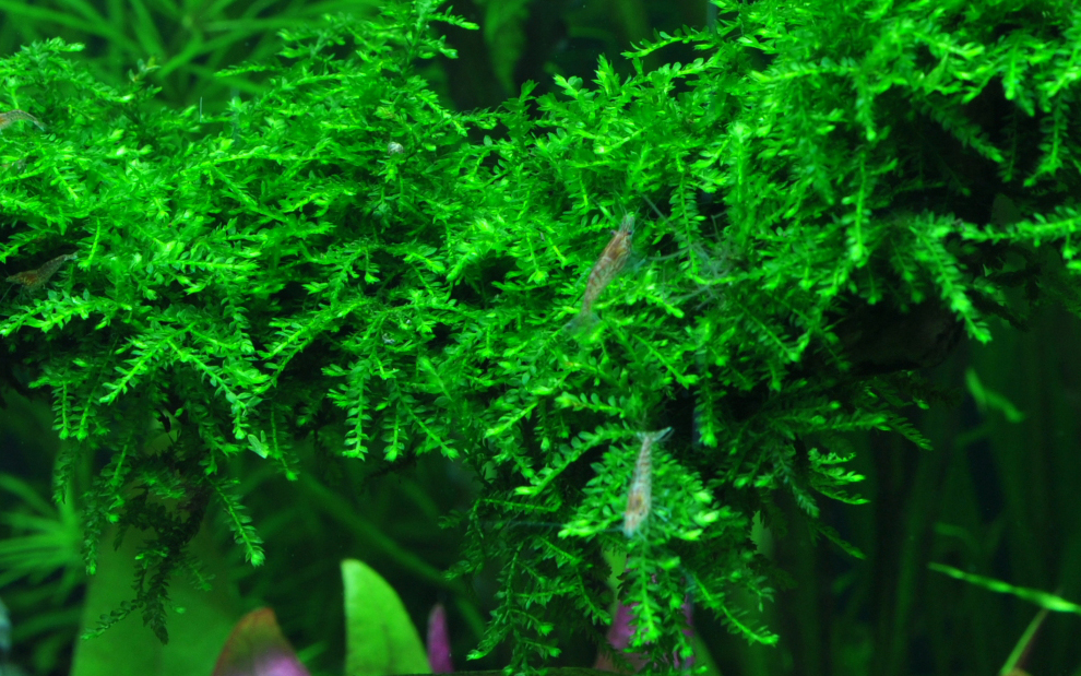Vesicularia-ferrerei-Weeping03.JPG