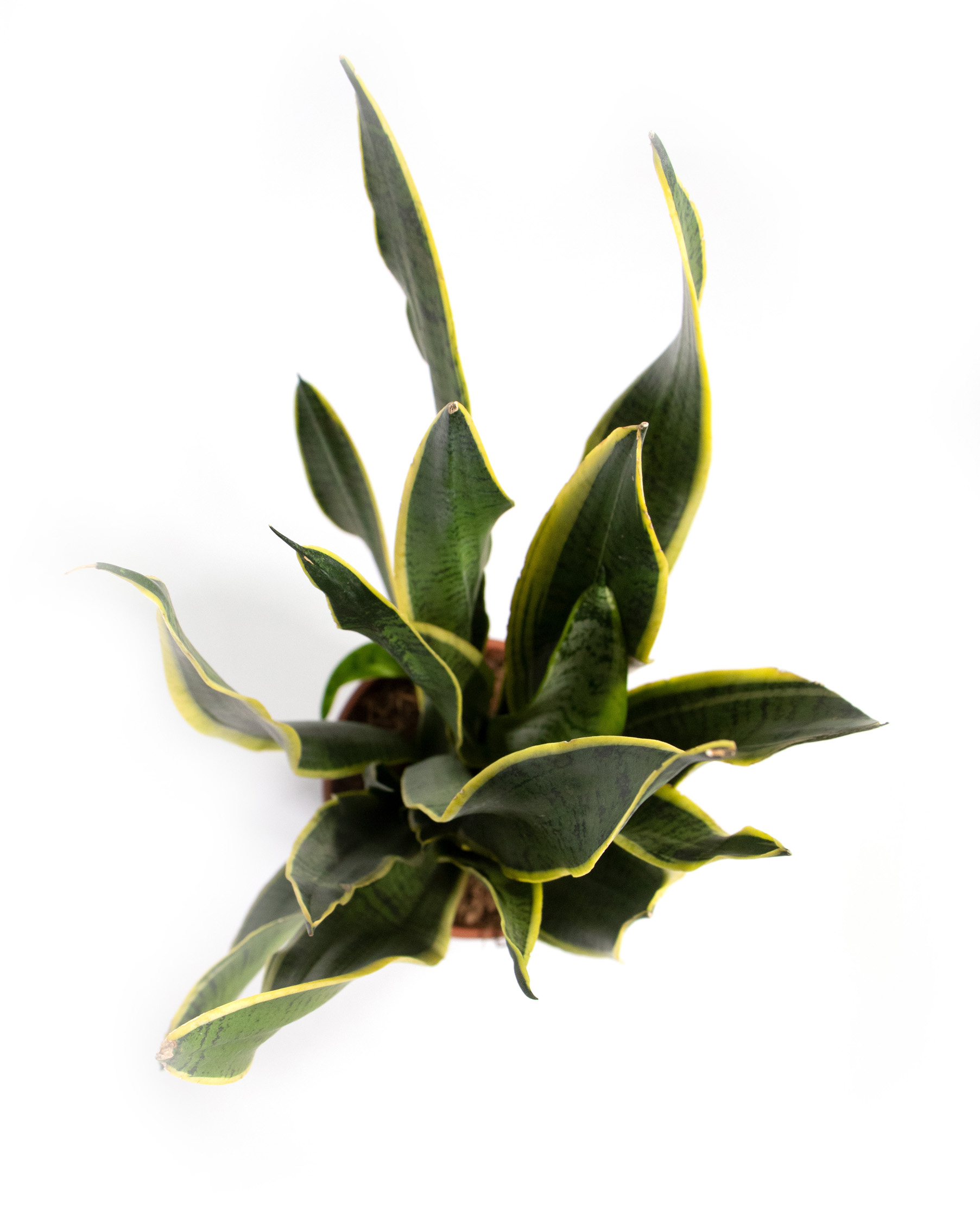 Sansevieria Laurentii, im 14cm Topf, Bogenhanf, Hhe ca. 50cm |  meingartencenter24.de - Garten Online Shop & Weber Grill Store