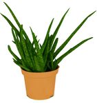 AloeVera-1-.jpg