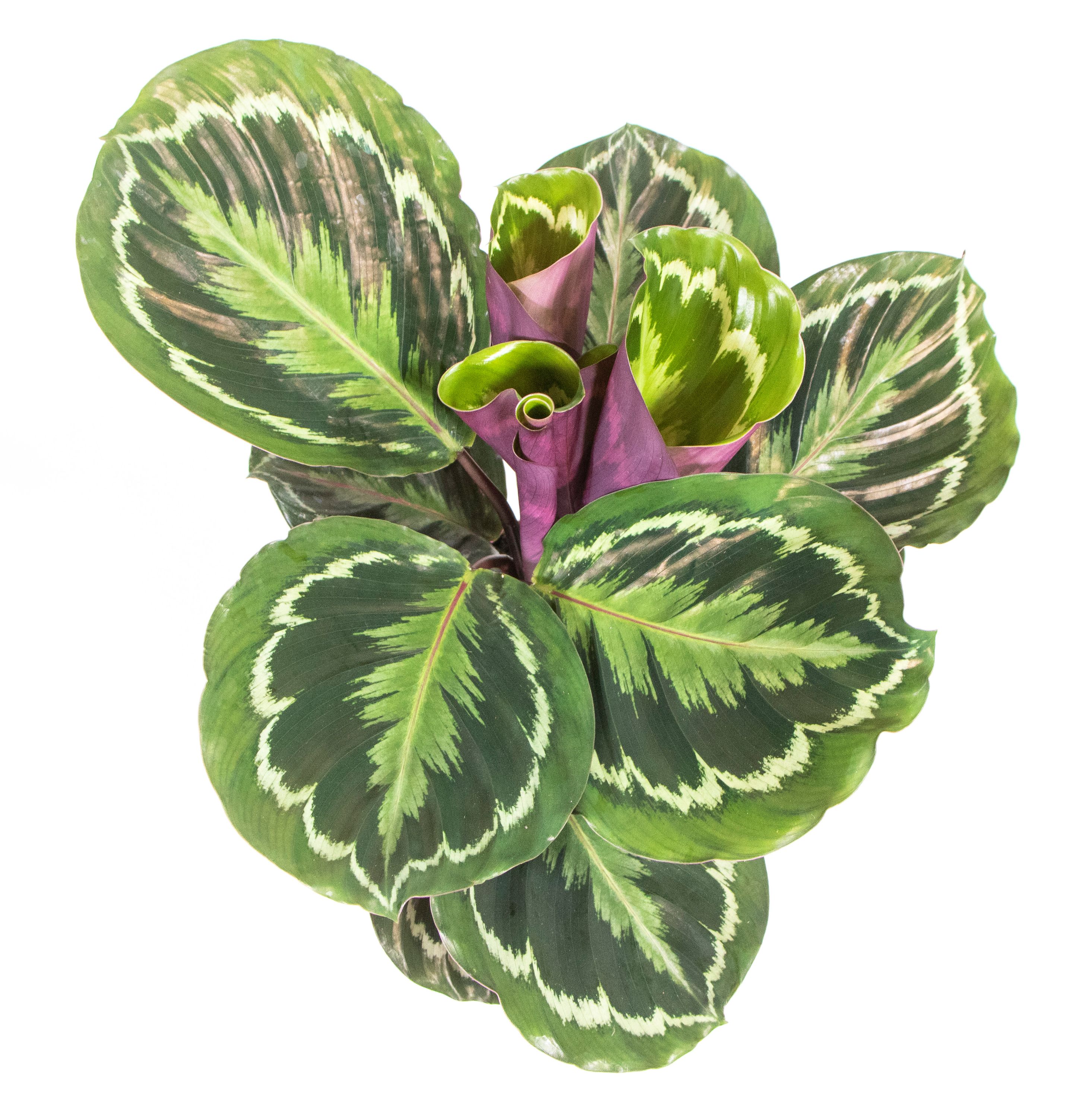 calathea burle marxii 4