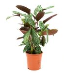 Calathea-makoyana-compactstar01.jpg