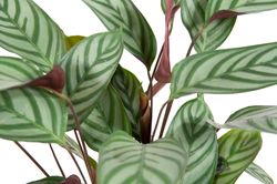 Calathea-makoyana-compactstar02.jpg Calathea-makoyana-compactstar02.jpg