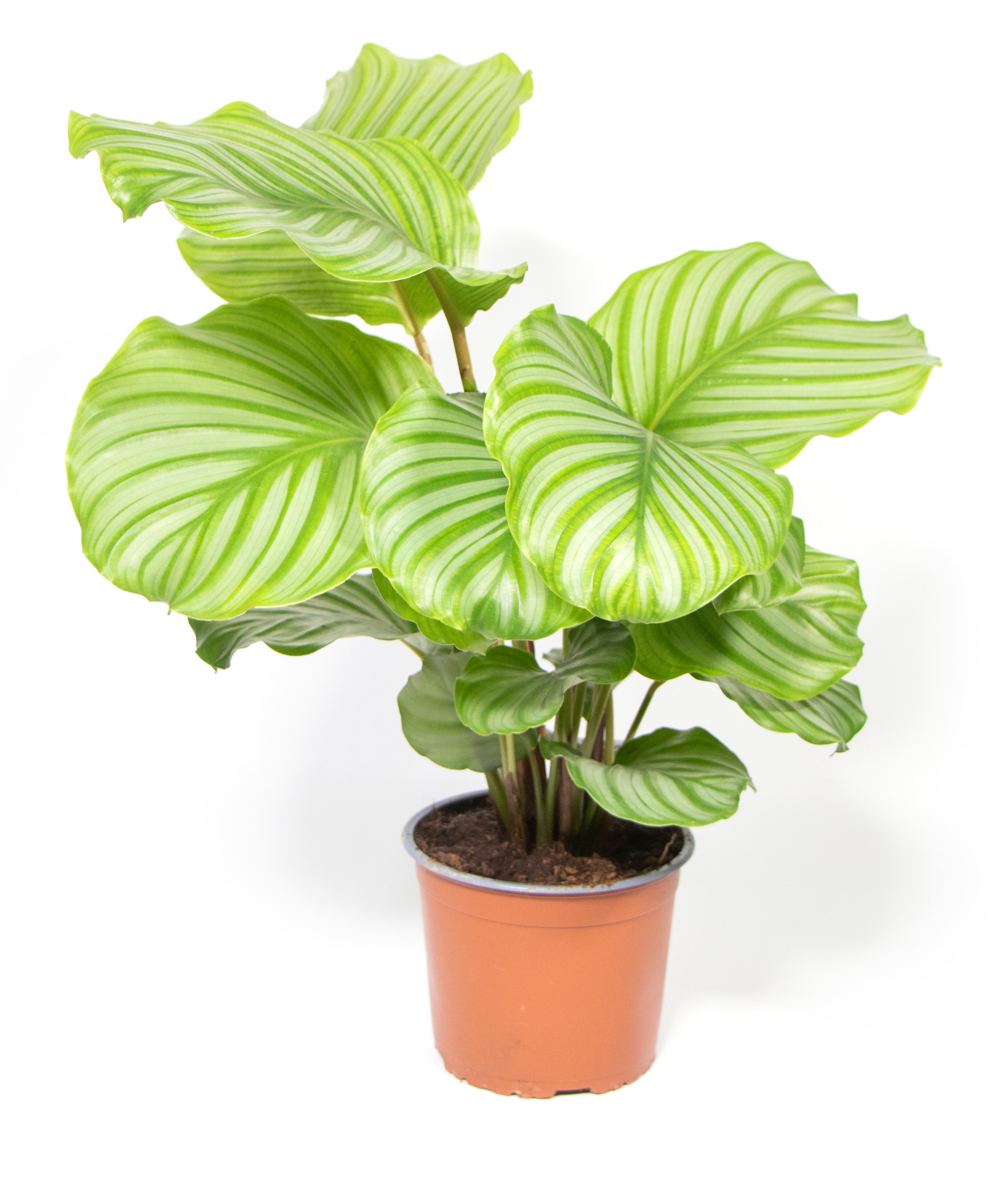 Calathea orbifolia, im 14cm Topf, Korbmarante, Hhe ca.35cm |  meingartencenter24.de - Garten Online Shop & Weber Grill Store