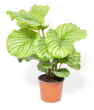 Calathea orbifolia, im 14cm Topf, Korbmarante, Höhe ca.35cm