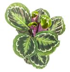 Calathea-MedallionT14-02.jpg