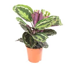 Calathea-MedallionT14-01.jpg Calathea-MedallionT14-01.jpg