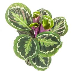 Calathea-MedallionT14-02.jpg Calathea-MedallionT14-02.jpg