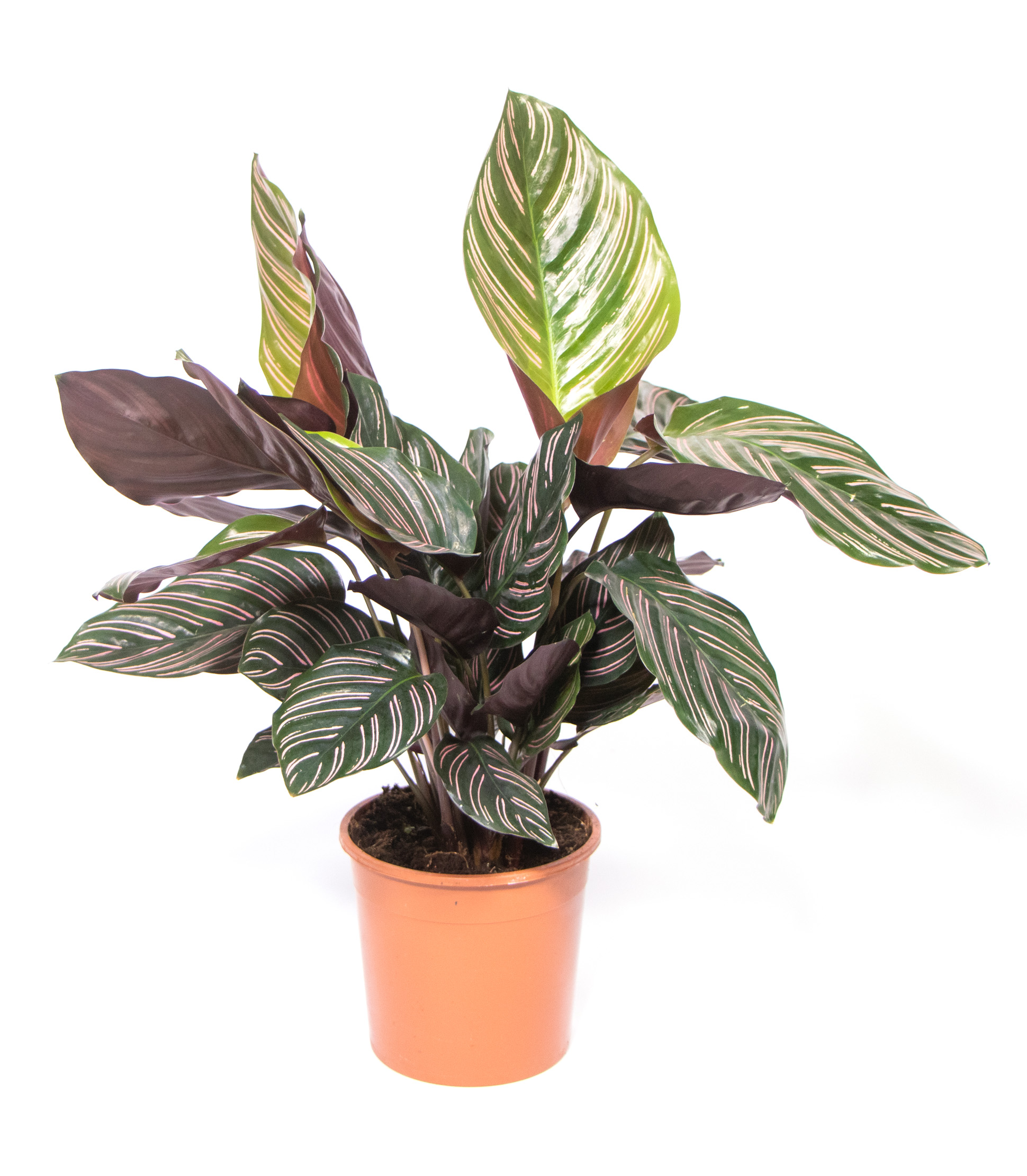 thai monstera kaufen Seltene Monstera 'Thai Constellation' main image 1