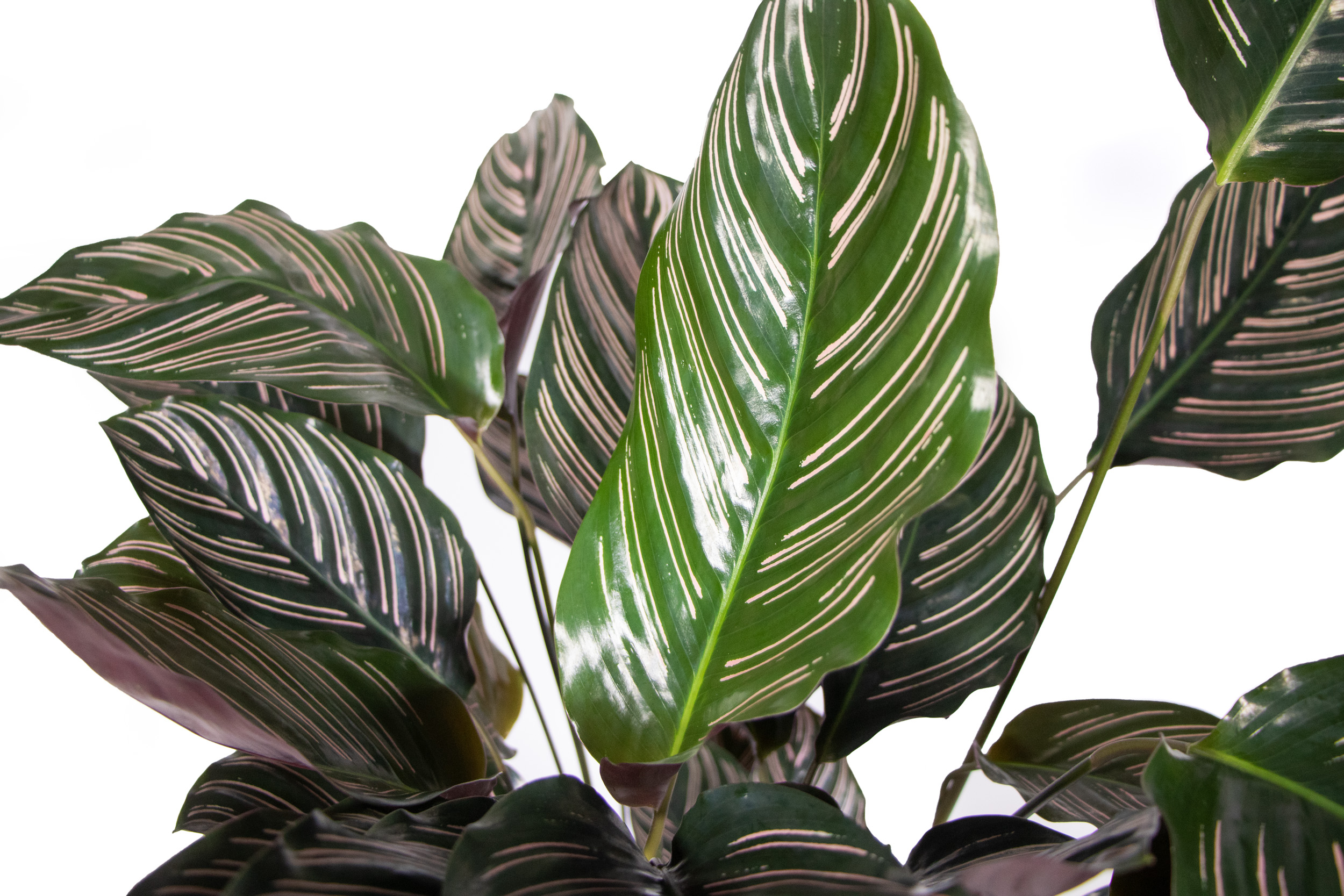 handyhülle monstera Tough case