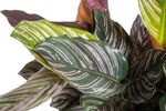 CalatheaOrnata-zimmerpflanze-online-kaufen-2039.jpg