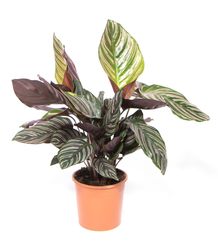 CalatheaOrnata-zimmerpflanze-online-kaufen-2038.jpg CalatheaOrnata-zimmerpflanze-online-kaufen-2038.jpg