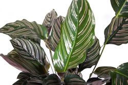CalatheaOrnata-zimmerpflanze-online-kaufen-2046.jpg CalatheaOrnata-zimmerpflanze-online-kaufen-2046.jpg