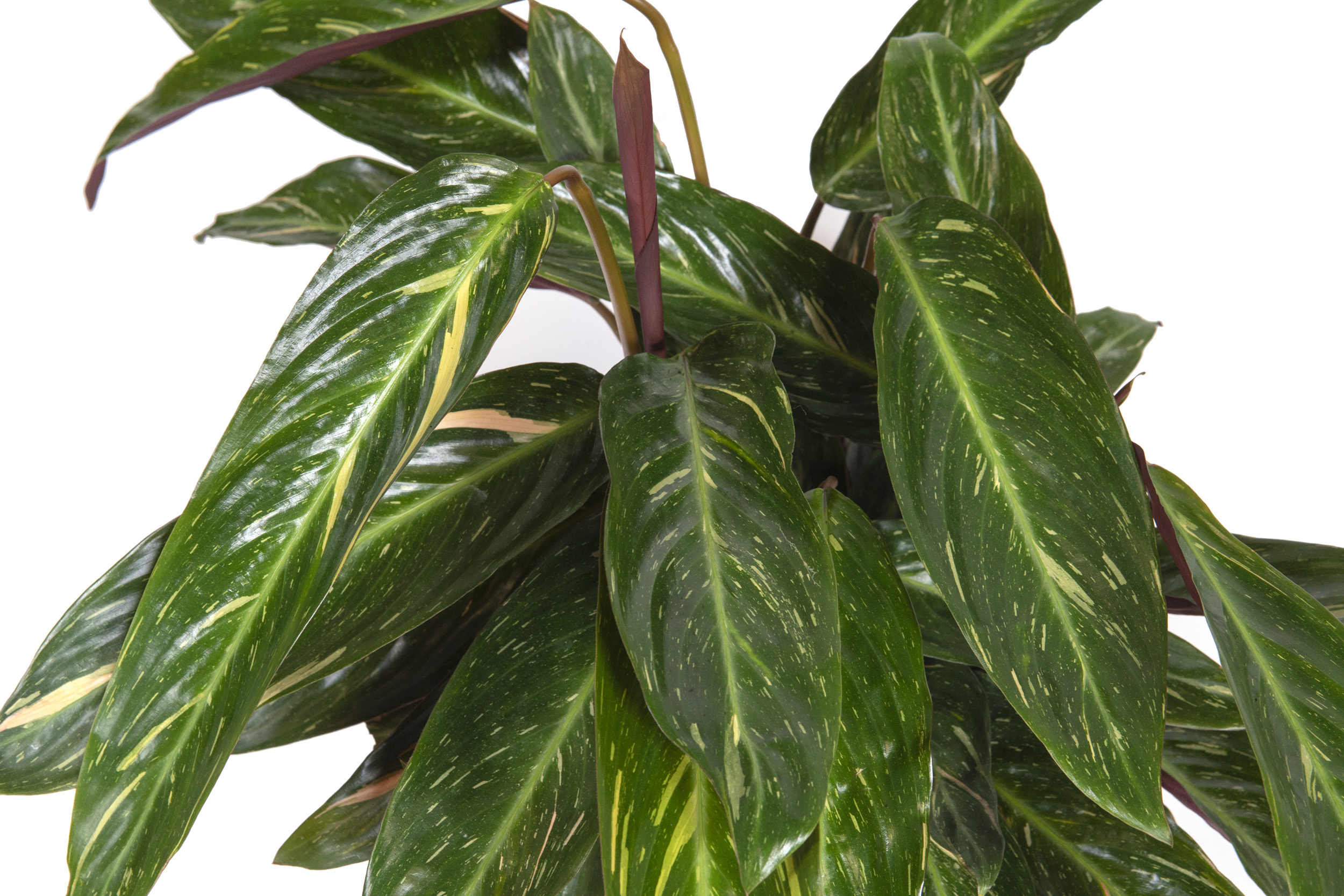 Stromanthe sanguinea Magic Star, im 17cm Topf, Korbmarante, Hhe ca. 55cm |  meingartencenter24.de - Garten Online Shop & Weber Grill Store