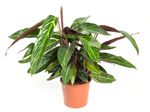 Calathea-sanguinea-MagicStar--1-.jpg
