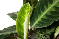 CalatheaWarscewiczii-zimmerpflanze-online-kaufen-2036.jpg CalatheaWarscewiczii-zimmerpflanze-online-kaufen-2036.jpg