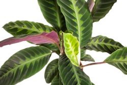 CalatheaWarscewiczii-zimmerpflanze-online-kaufen-2037.jpg CalatheaWarscewiczii-zimmerpflanze-online-kaufen-2037.jpg