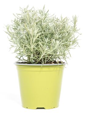 Sunny Herbs Currykraut, im 14cm Topf, Helichrysum italicum, Höhe ca. 10cm