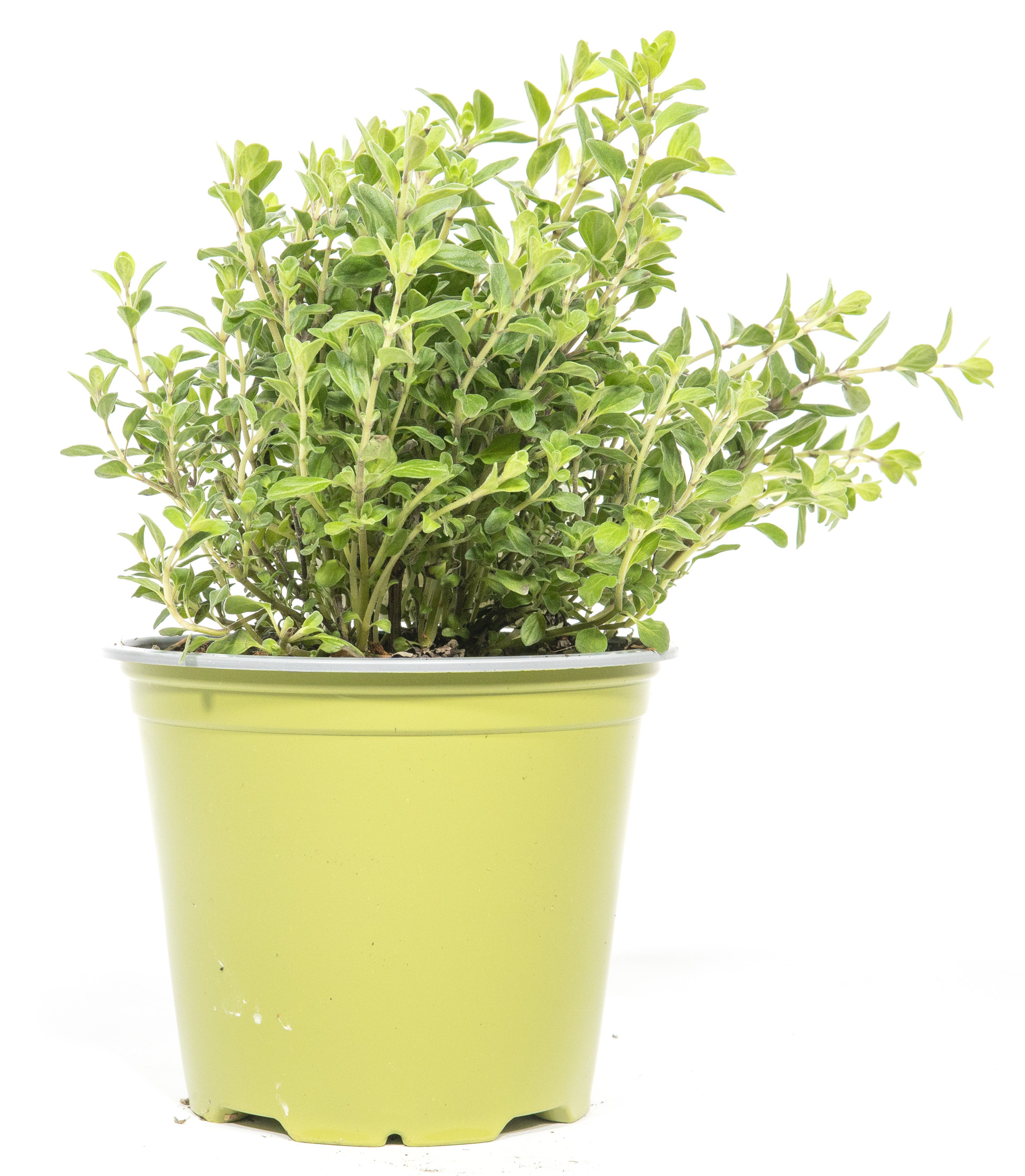 Sunny Herbs Majoran, im 14cm Topf, Origanum majorana, Hhe ca. 10cm |  meingartencenter24.de - Garten Online Shop & Weber Grill Store