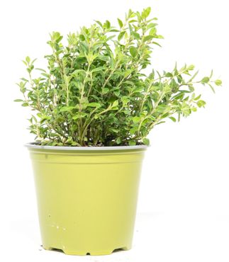 Sunny Herbs Majoran, im 14cm Topf, Origanum majorana, Höhe ca. 10cm