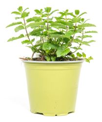 SH-Mojitominze01.jpg SH-Mojitominze01.jpg