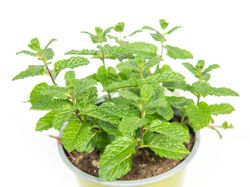 SH-Mojitominze02.jpg SH-Mojitominze02.jpg