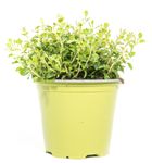 SH-Oregano01.jpg
