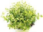 SH-Oregano02.jpg