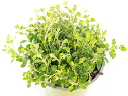 SH-Oregano02.jpg SH-Oregano02.jpg