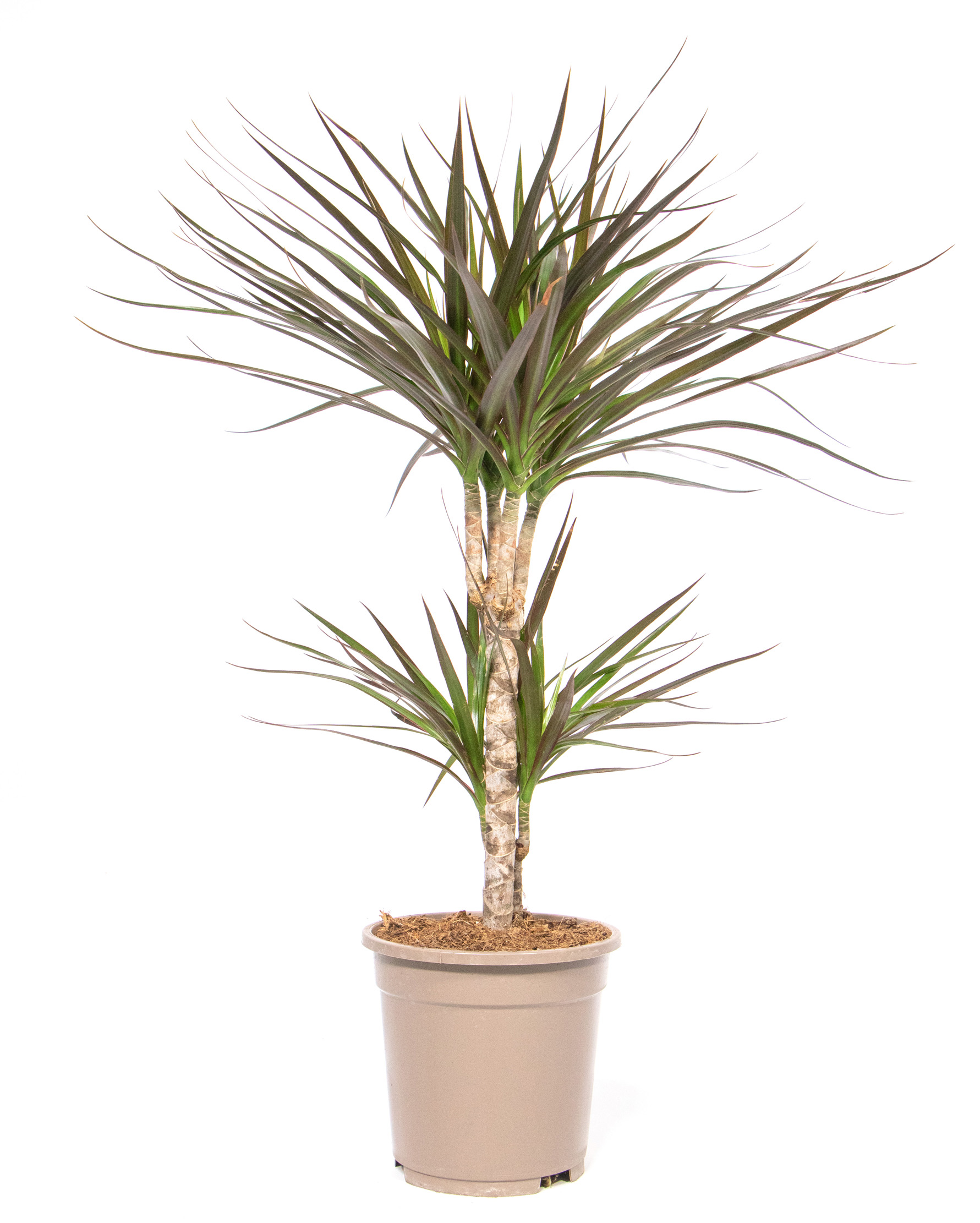 Dracaena magenta, im 17cm Topf, Drachenbaum, Hhe ca. 60cm |  meingartencenter24.de - Garten Online Shop & Weber Grill Store