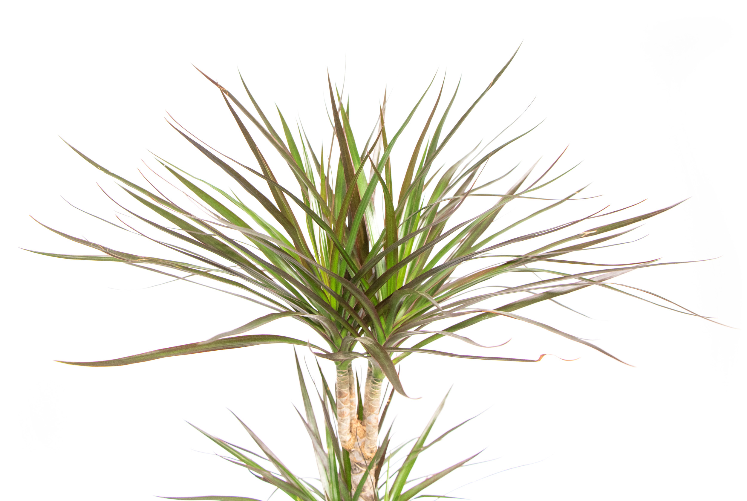 Dracaena magenta, im 17cm Topf, Drachenbaum, Hhe ca. 60cm |  meingartencenter24.de - Garten Online Shop & Weber Grill Store