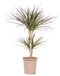 DracaenaMagenta01.jpg