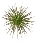 DracaenaMagenta03.jpg