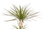 Dracaenamagenta02.jpg