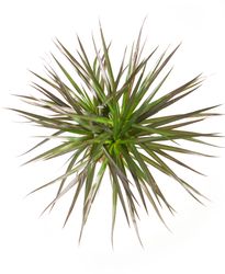 DracaenaMagenta03.jpg DracaenaMagenta03.jpg