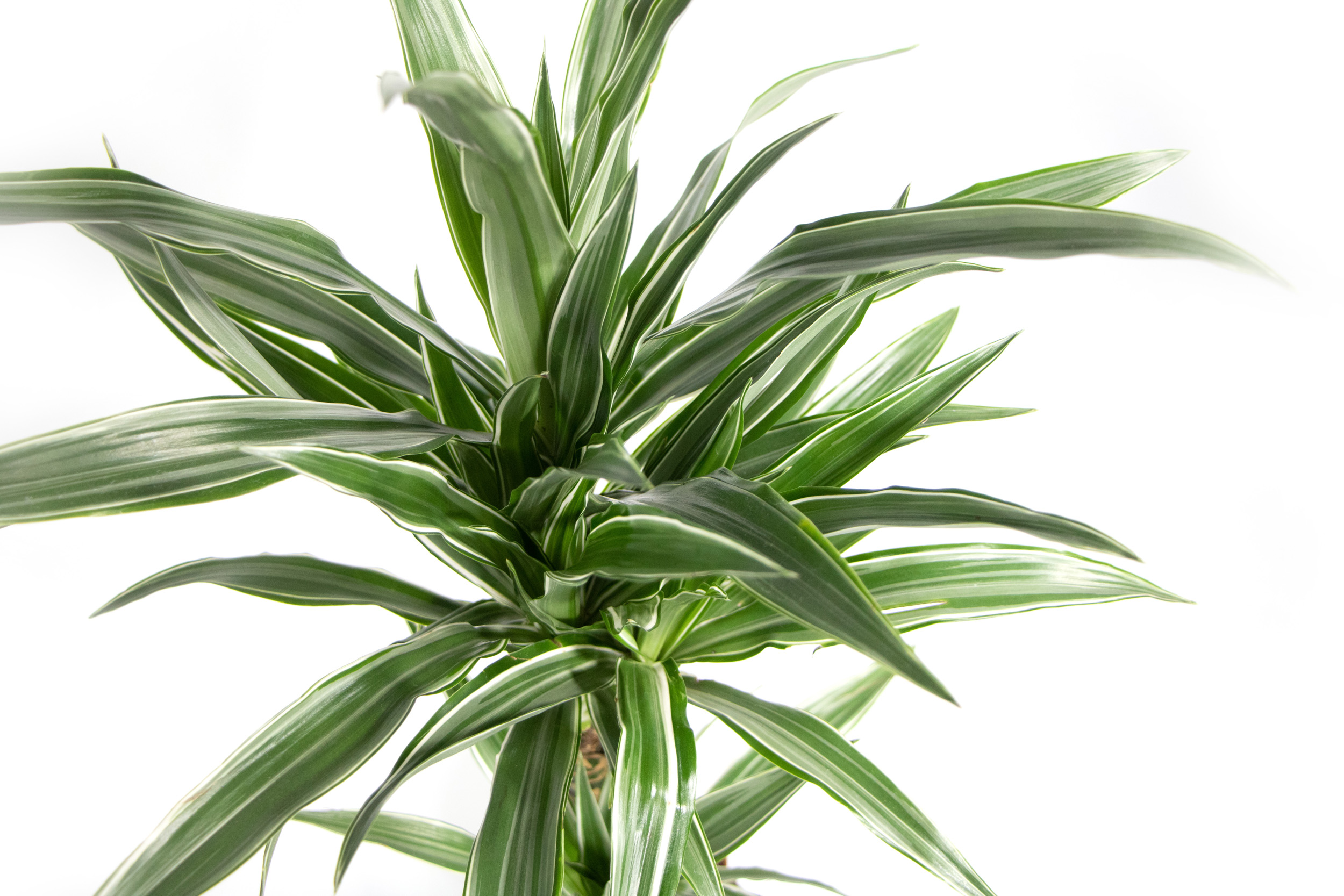 Dracaena deremensis White Stripe, im 17cm Topf, Drachenbaum, Hhe ca. 60cm  | meingartencenter24.de - Garten Online Shop & Weber Grill Store