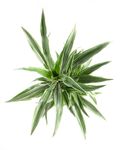 DracaenaDeremensis03.jpg