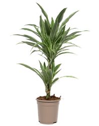 DracaenaDeremensis01.jpg DracaenaDeremensis01.jpg