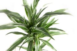 DracaenaDeremensis02.jpg DracaenaDeremensis02.jpg