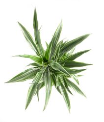 DracaenaDeremensis03.jpg DracaenaDeremensis03.jpg