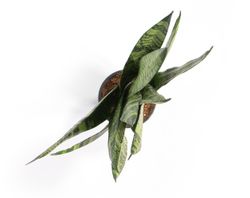 SansevieriaZeylanicaFan02.jpg SansevieriaZeylanicaFan02.jpg
