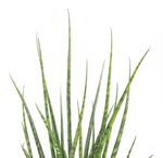 SansevieriaFernwood02.jpg