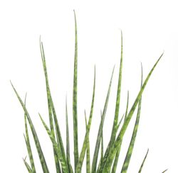 SansevieriaFernwood02.jpg SansevieriaFernwood02.jpg