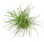 BeaucarneaRecurvata03.jpg