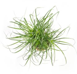 BeaucarneaRecurvata03.jpg BeaucarneaRecurvata03.jpg