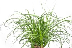 BeaucarneaRecurvate02.jpg BeaucarneaRecurvate02.jpg