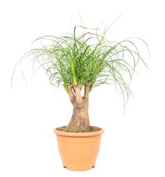 Beaucarnearecurvata01.jpg Beaucarnearecurvata01.jpg