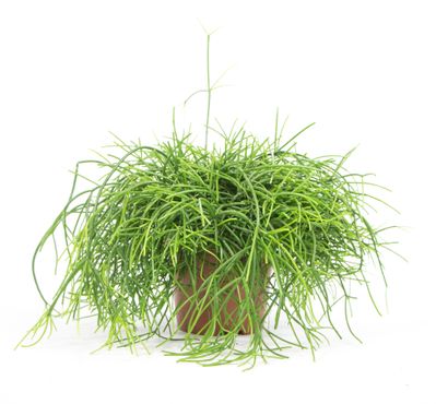 Rhipsalis cereuscula Cashero, im 15cm Topf, Korallenkaktus, Höhe ca. 10cm