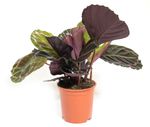 Calathea-Illustious--1-.jpg