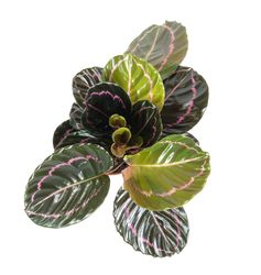 Calathea-Illustious--4-.jpg Calathea-Illustious--4-.jpg
