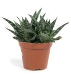 gasteria-d-tiga.jpg